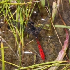 Nannophya dalei (Eastern Pygmyfly) at Oaks Estate, ACT - 26 Nov 2016 by HarveyPerkins