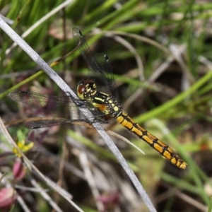 Nannophya dalei at Oaks Estate, ACT - 26 Nov 2016