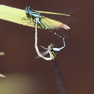 Austroagrion watsoni (Eastern Billabongfly) at Kowen, ACT - 26 Nov 2016 by HarveyPerkins