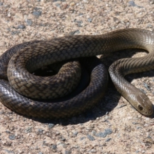 Pseudonaja textilis at Tennent, ACT - 25 Oct 2008