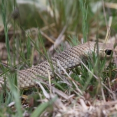 Pseudonaja textilis (Eastern Brown Snake) at Tennent, ACT - 10 Oct 2015 by HarveyPerkins