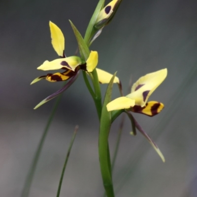 Diuris sulphurea (Tiger Orchid) at Booth, ACT - 22 Nov 2015 by HarveyPerkins