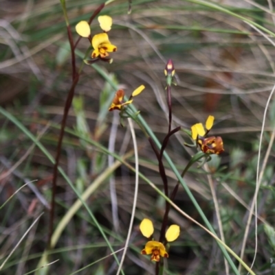 Diuris semilunulata (Late Leopard Orchid) at Booth, ACT - 22 Nov 2015 by HarveyPerkins
