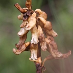 Gastrodia entomogama at Cotter River, ACT - 17 Jan 2016