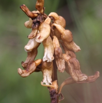 Gastrodia entomogama (Brindabella potato orchid) at Namadgi National Park - 17 Jan 2016 by HarveyPerkins