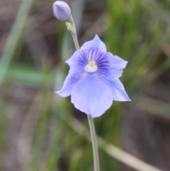 Thelymitra cyanea (Veined Sun Orchid) at Namadgi National Park - 17 Jan 2016 by HarveyPerkins