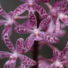 Dipodium punctatum (Blotched Hyacinth Orchid) at Booth, ACT - 30 Dec 2015 by HarveyPerkins