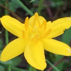 Hypoxis hygrometrica (Golden Weather-grass) at Wandiyali-Environa Conservation Area - 3 Dec 2016 by Wandiyali