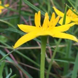 Hypoxis hygrometrica at Googong, NSW - 3 Dec 2016 11:01 AM