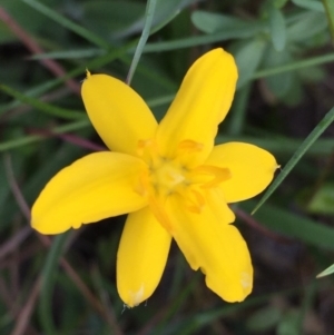 Hypoxis hygrometrica at Googong, NSW - 3 Dec 2016