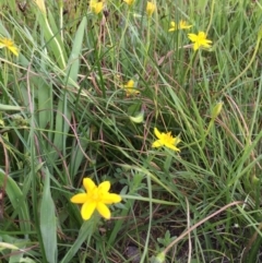 Hypoxis hygrometrica at Googong, NSW - 3 Dec 2016 11:01 AM