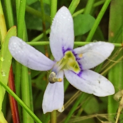 Isotoma fluviatilis subsp. australis (Swamp Isotome) at Wandiyali-Environa Conservation Area - 3 Dec 2016 by Wandiyali