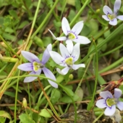 Isotoma fluviatilis subsp. australis at Googong, NSW - 3 Dec 2016 11:05 AM