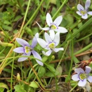 Isotoma fluviatilis subsp. australis at Googong, NSW - 3 Dec 2016