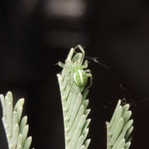 Araneus ginninderranus at Conder, ACT - 18 Jul 2016