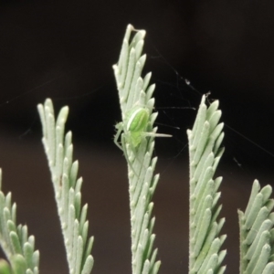 Araneus ginninderranus at Conder, ACT - 18 Jul 2016