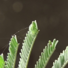 Araneus ginninderranus at Conder, ACT - 18 Jul 2016