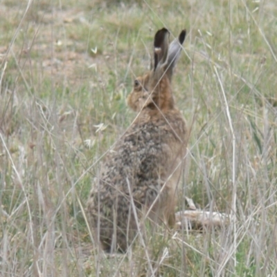 Lepus capensis (Brown Hare) at Kingston, ACT - 1 Nov 2008 by HarveyPerkins