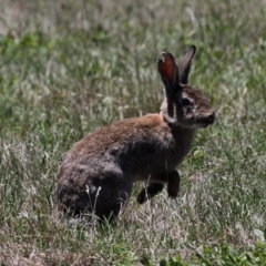 Oryctolagus cuniculus (European Rabbit) at Rendezvous Creek, ACT - 17 Jan 2015 by HarveyPerkins