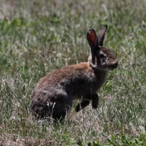 Oryctolagus cuniculus at Rendezvous Creek, ACT - 17 Jan 2015