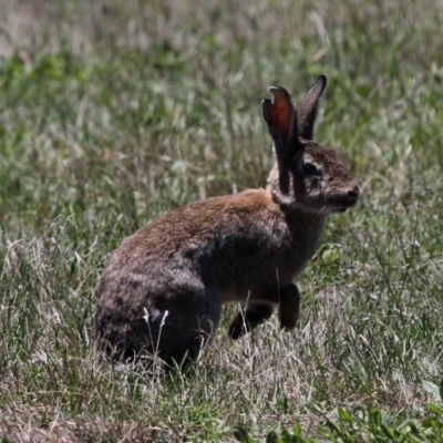 Oryctolagus cuniculus (European Rabbit) at Rendezvous Creek, ACT - 17 Jan 2015 by HarveyPerkins