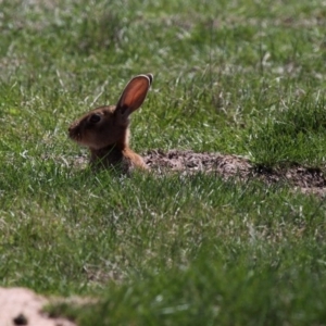 Oryctolagus cuniculus at Rendezvous Creek, ACT - 17 Jan 2015