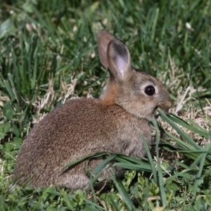 Oryctolagus cuniculus at Fyshwick, ACT - 25 Sep 2011 02:38 PM