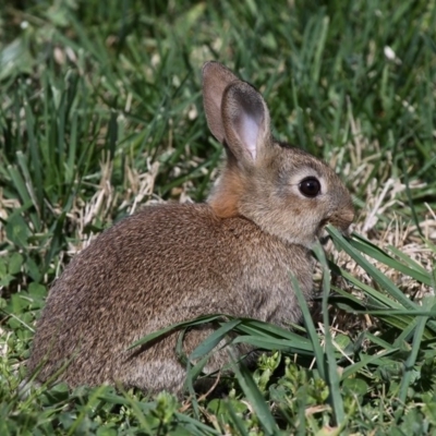 Oryctolagus cuniculus (European Rabbit) at Jerrabomberra Wetlands - 25 Sep 2011 by HarveyPerkins