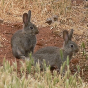 Oryctolagus cuniculus at Fyshwick, ACT - 1 Nov 2008 07:11 AM