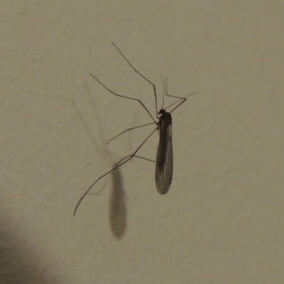 Tipulidae or Limoniidae (family) (Unidentified Crane Fly) at Conder, ACT - 24 Aug 2016 by MichaelBedingfield