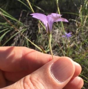 Wahlenbergia stricta subsp. stricta at Bungendore, NSW - 3 Dec 2016