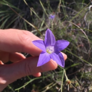 Wahlenbergia stricta subsp. stricta at Bungendore, NSW - 3 Dec 2016