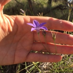 Wahlenbergia stricta subsp. stricta at Bungendore, NSW - 3 Dec 2016