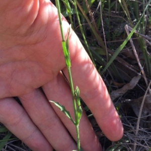 Wahlenbergia stricta subsp. stricta at Bungendore, NSW - 3 Dec 2016