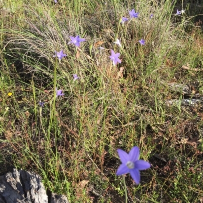 Wahlenbergia stricta subsp. stricta (Tall Bluebell) at Bungendore, NSW - 3 Dec 2016 by yellowboxwoodland