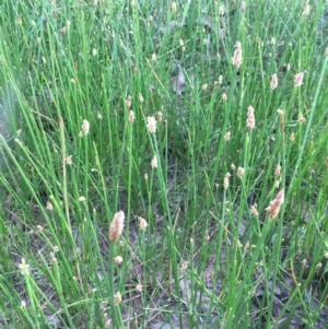 Eleocharis acuta at Bungendore, NSW - 3 Dec 2016 06:25 PM