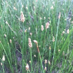 Eleocharis acuta at Bungendore, NSW - 3 Dec 2016 06:25 PM