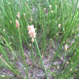 Eleocharis acuta at Bungendore, NSW - 3 Dec 2016 06:25 PM