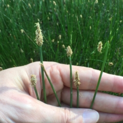 Eleocharis acuta at Bungendore, NSW - 3 Dec 2016 06:25 PM