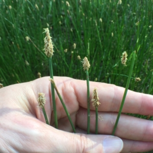 Eleocharis acuta at Bungendore, NSW - 3 Dec 2016 06:25 PM