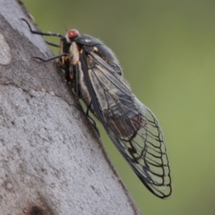 Psaltoda moerens (Redeye cicada) at Tharwa, ACT - 3 Dec 2016 by MichaelBedingfield