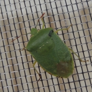 Nezara viridula at Conder, ACT - 19 Nov 2016 07:33 AM