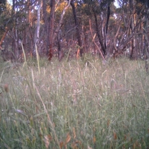 Macropus giganteus at Gungahlin, ACT - 3 Dec 2016