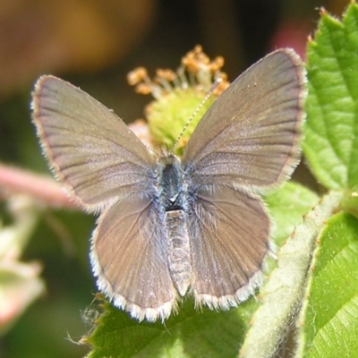 Zizina otis (Common Grass-Blue) at Kambah, ACT - 4 Dec 2016 by MatthewFrawley