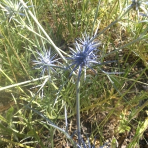 Eryngium ovinum at Hackett, ACT - 4 Dec 2016 09:15 AM