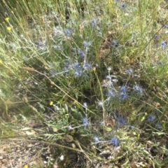 Eryngium ovinum at Hackett, ACT - 4 Dec 2016