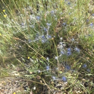 Eryngium ovinum at Hackett, ACT - 4 Dec 2016 09:15 AM