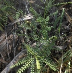 Indigofera adesmiifolia (Tick Indigo) at Mount Ainslie - 3 Dec 2016 by SilkeSma