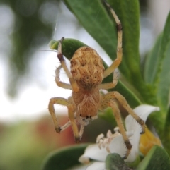 Hortophora sp. (genus) (Garden orb weaver) at Conder, ACT - 18 Nov 2016 by michaelb