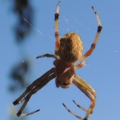 Hortophora sp. (genus) at Conder, ACT - 19 Nov 2016 07:47 AM